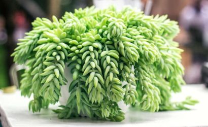 sedum morganianum , sedum çiçeği nerede durmalı  , Sedum Morganianum güneşi sever mi , Sedum çiçeği nasıl bakılır 