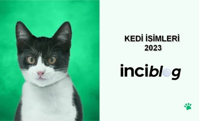 kedi isimleri erkek, erkek kedi isimleri, dişi kedi isimleri, kedi isimleri dişi, egzantrik kedi isimleri