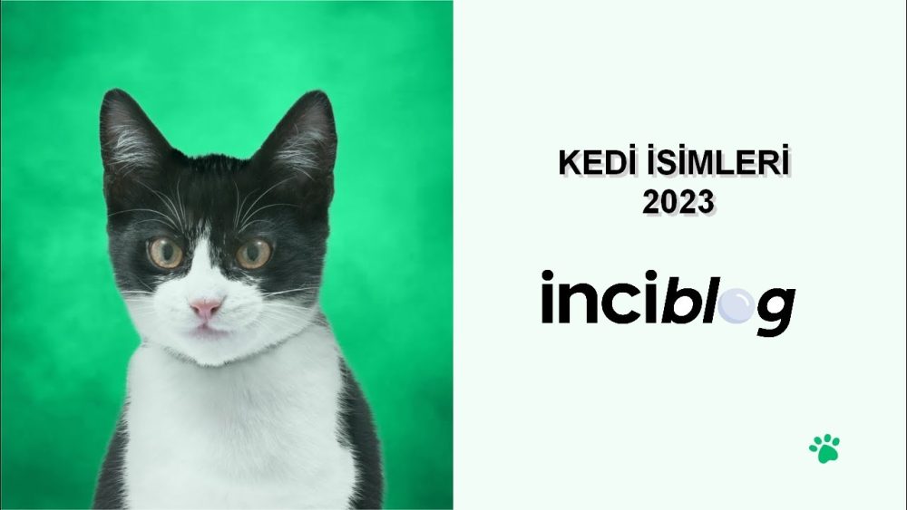 kedi isimleri erkek, erkek kedi isimleri, dişi kedi isimleri, kedi isimleri dişi, egzantrik kedi isimleri