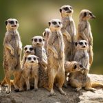 l ile hayvan , l harfi ile hayvan , l ile başlayan havyan