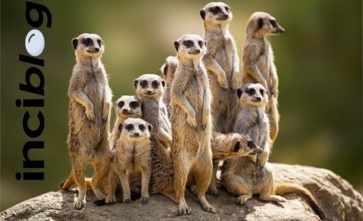 l ile hayvan , l harfi ile hayvan , l ile başlayan havyan