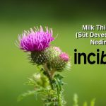 milk thistle nedir , milk thistle nedir ne işe yarar , milk thistle zararları , milk thistle nedir faydaları