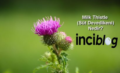 milk thistle nedir , milk thistle nedir ne işe yarar , milk thistle zararları , milk thistle nedir faydaları