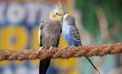 Erkekler Hangi Noktalarından Öpülmekten Hoşlanır?