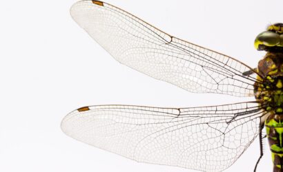 Eve Yusufçuk Girmesi Ne Anlama Gelir?