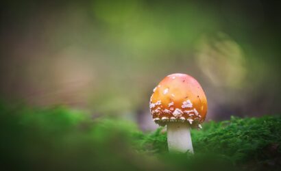 Geçmeyen Vajinal Mantar ve 20 Sebebi