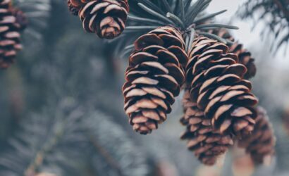 Kozalak Şurubu Kullanan Kadınlar İçin Bilmeniz Gerekenler