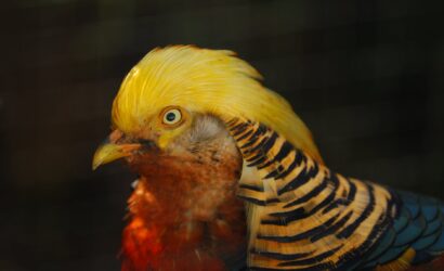 Sultan Papağanı Cinsiyeti Nasıl Anlaşılır?